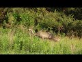 Rodzina żurawi z 2 młodymi / Common cranes with young ones