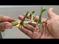 The secret to propagating orchids helps 100% germination and rooting rate