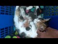 Cat feeding her 2 day old kittens, while being harassed by angry dog
