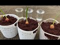 How to Grow Dates Palm Trees From Dates Palm Fruit || Grow Dates Palm Trees From Seeds || نخلة التمر
