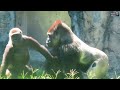 小金剛Jabali與Ringo好奇大人的世界Jabali and Ringo are curious about the world of adults#金剛猩猩 #gorilla
