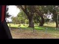 Kangaroos chilling in the shade