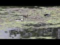 Cotton Pygmy Goose (Nettapus coromandelianus) (काणूक/कादंब)