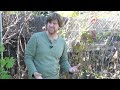 How to Prune Boysenberry Plants~ Southern California Gardening