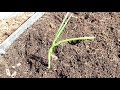 How to Fertilizer & Plant Onion Transplants - All the Steps: Know Your Onion Growing Zone!