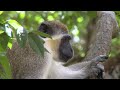 Amazon Wildlife In 4K ULTRA HD - Amazon Rainforest Jungle, Soothing healing music is good for health