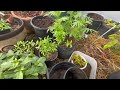 Olympic Peninsula Greenhouse Tour, straw bale tomatoes, citrus, grapes food forest PNW Hot House