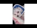My Puppy is Back from the Hospital | xoxo Lucy the Maltese
