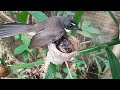 Mother bird tries to get a snail out of its nest | 6 days