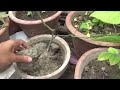 A single fertilizer is sufficient for vegetable plants | But what will be the method of making it?