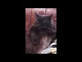 Cat cleans his tummy on a drum beat #SHORTS