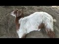 Goat Disease Condition
