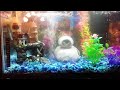 My new 10 gallon aquarium! (Tetras & Cory Catfishes)