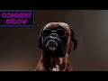 16 Important Facts About Boxer Dog all New & Prospective Owners Should Know