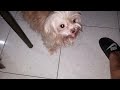 Two Cute Dogs Spiffy and Cool  love's to Eat #viral #cutedog #fypシ゚viral