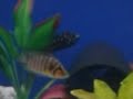 Damon's Cichlids aquarium with holey rock