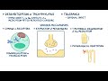 Pharmacodynamics: Desensitization and tolerance