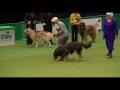 Boxer wins Working Group Judging (Again!) at Crufts 2011 | Crufts Dog Show