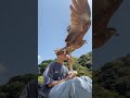 Falcon Steals Guy's Sandwich at the Beach