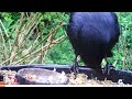 Video evidence: Bird with a beak like a crowbar!! ⛏️