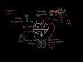 Pulmonary hypertension symptoms and causes | Respiratory system diseases | NCLEX-RN | Khan Academy