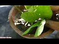 Allamanda Plant Ki Cuttings Lagane Ka Sahi Tarika || How To Propagate Allamanda Plant From Cuttings