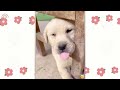 30 Fluffy Comedy Bites: Animals - New Funny Animals 😍 Funniest Dogs and Cats Videos 😺🐶 #10