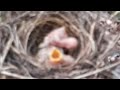 baby birds exposed to the heat of the sun in the nest.bird eps 237
