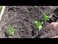 How To Grow Peppers - Complete Growing Guide