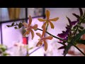 Amazing Phalaenopsis Orchids you should have!
