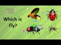 Insect Names and Quiz for Kids!