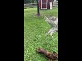 HAWK ATTACKS DOG 😱