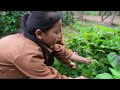 Use a Rice Harvester to Harvest Vegetables and Honey to Bring to the Market to Sell