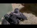 Charlotte the baby gorilla tries to wake up her tired mommy!