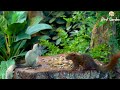 Cat TV 😍 Show your cat 🐦 Beautiful Backyard Birds and Silly Ducks 10 Hours 4K HDR | Bird Graden