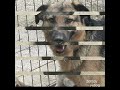 SARAJEVO STRAYS NEED YOUR HELP