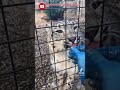 Hand feeding Snow Leopards at the Zoo