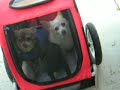 My dogs ride in their DoggyRide Mini bike trailer home from park