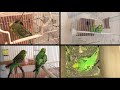 Signs of Pregnant Parakeet