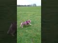 Pretty English Bulldog robs a stick branch from another dog plays with Ridgeback Labrador in park