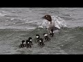 Duckling jump