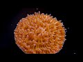 Plate Coral Care Tips - Fungia, Cycloseris, Diaseris, Lithophyllon, etc.