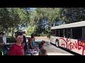 Four Animal Kingdom buses in a row