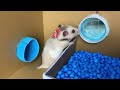 Hamster Recues Pomni in Hospital Pregnant Poppy Playtime by Sun Hamster