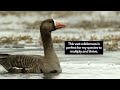 See the Magnificent Greater White-fronted Goose in America's Arctic