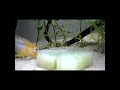 Feeding cucumber to your Fish - the easy way!