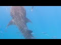 #diving w/ monster #whaleshark