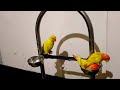 Yellow ringneck parrot vs love bird