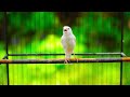 Suara Burung Kenari gacor Panjang Cuit Cuit Ngerol Cengkok Rapat Cocok Untuk Masteran PAUD
