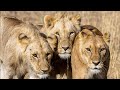Our African Photo Safari - Episode 12: Lions, lions, and more lions